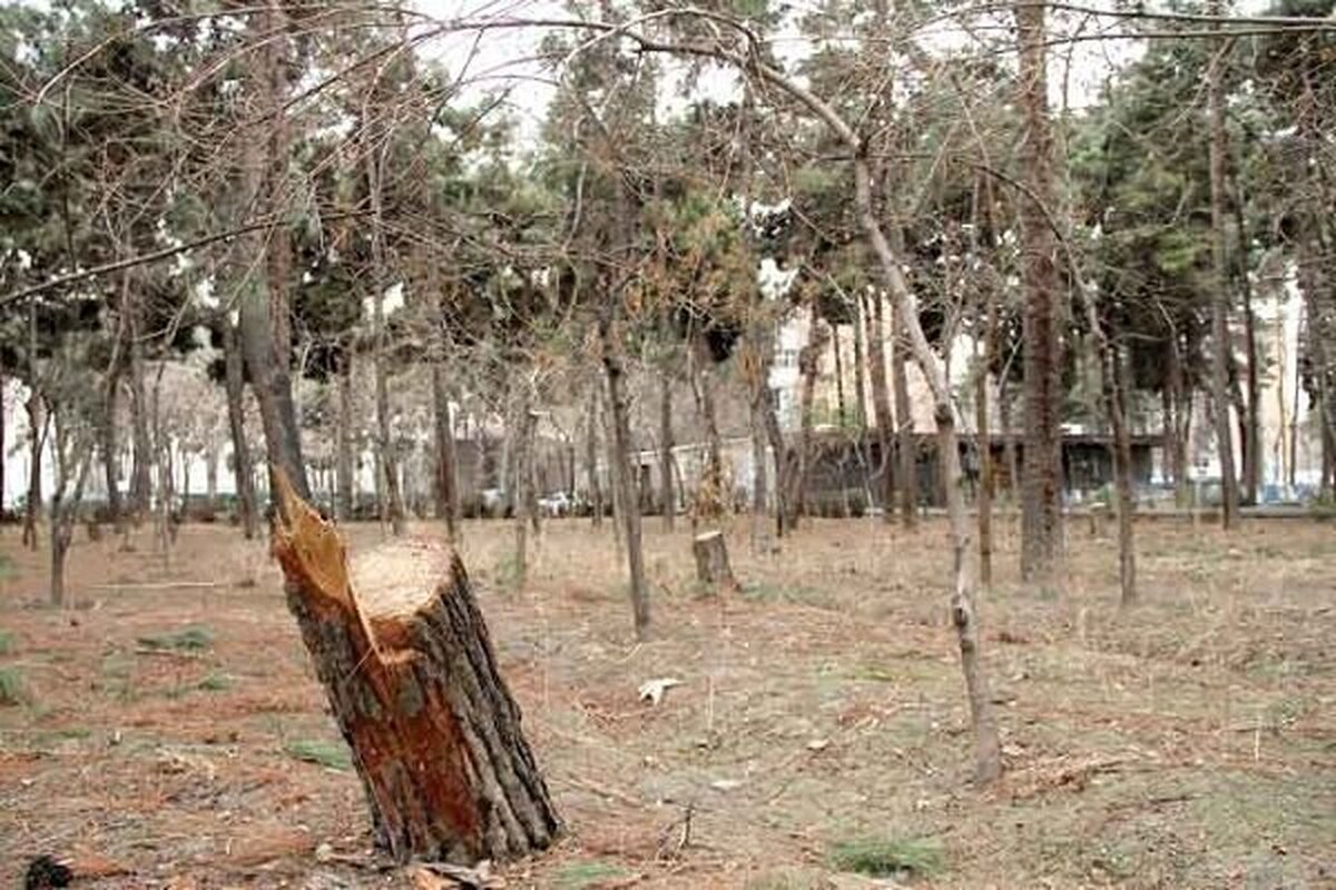 بررسی علت خشک شدن درختان منطقه چیتگر با حضور دادستان تهران