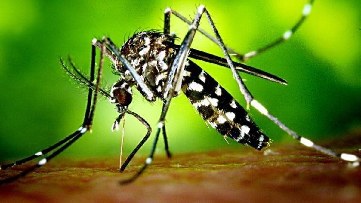 زیست بوم «پشه آئدس» در کشور از مالاریا بیشتر است