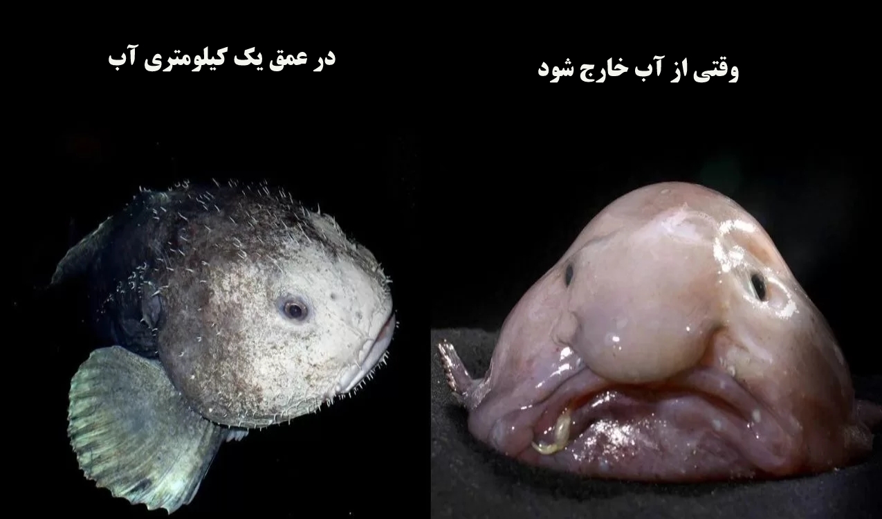 از زشت‌ترین جاندار جهان چه می‌دانید؟!