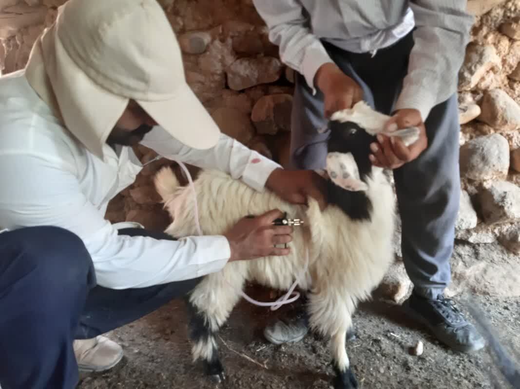 واکسیناسیون ۱۶ هزار رأس دام در مناطق محروم چهارمحال و بختیاری