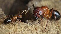 مورچه کارگر می‌تواند به مورچه سرباز تبدیل شود!
