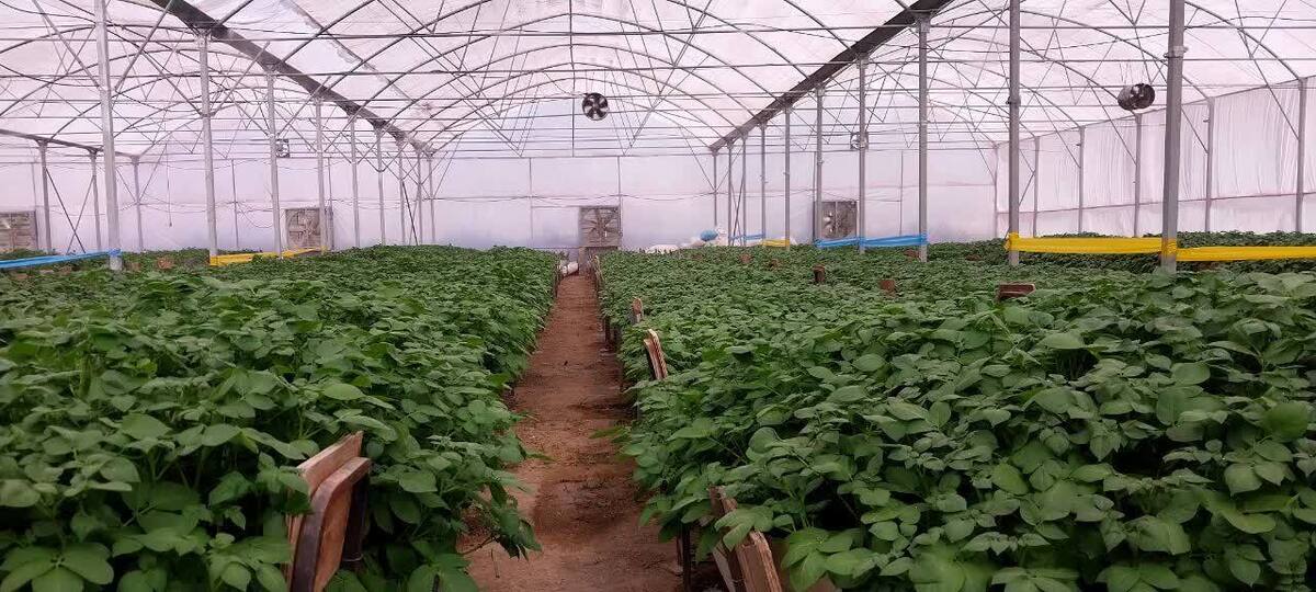 تولید نشای سیب‌زمینی و ایجاد مزرعه الگو با فناوری کشت‌بافت