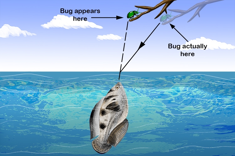 ماهی کماندار حشرات را با تفنگ آبپاش خود شکار میکند! +فیلم ماهی کماندار حشرات را با تفنگ آبپاش خود شکار میکند! +فیلم