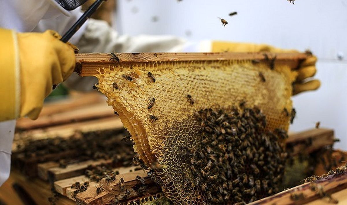 معافیت محصولات زنبور عسل از مالیات بر ارزش افزوده به تصویب رسید