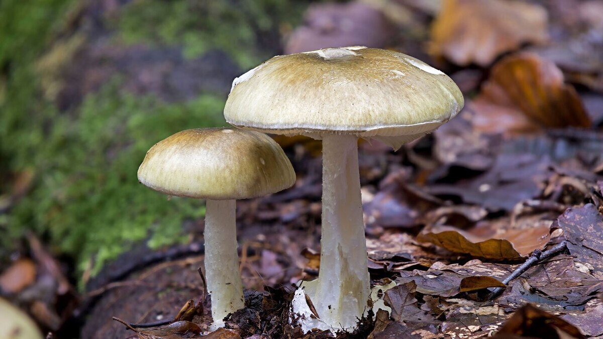مسمومیت ۲۳۳ نفر با قارچ  همه قارچ‌های موجود در طبیعت سمی‌اند