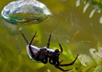 عنکبوتی که زیر آب زندگی می‌کند! +فیلم