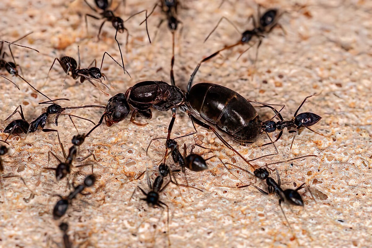 آیا یک کلونی مورچه می‌تواند چند ملکه داشته باشد؟ +فیلم
