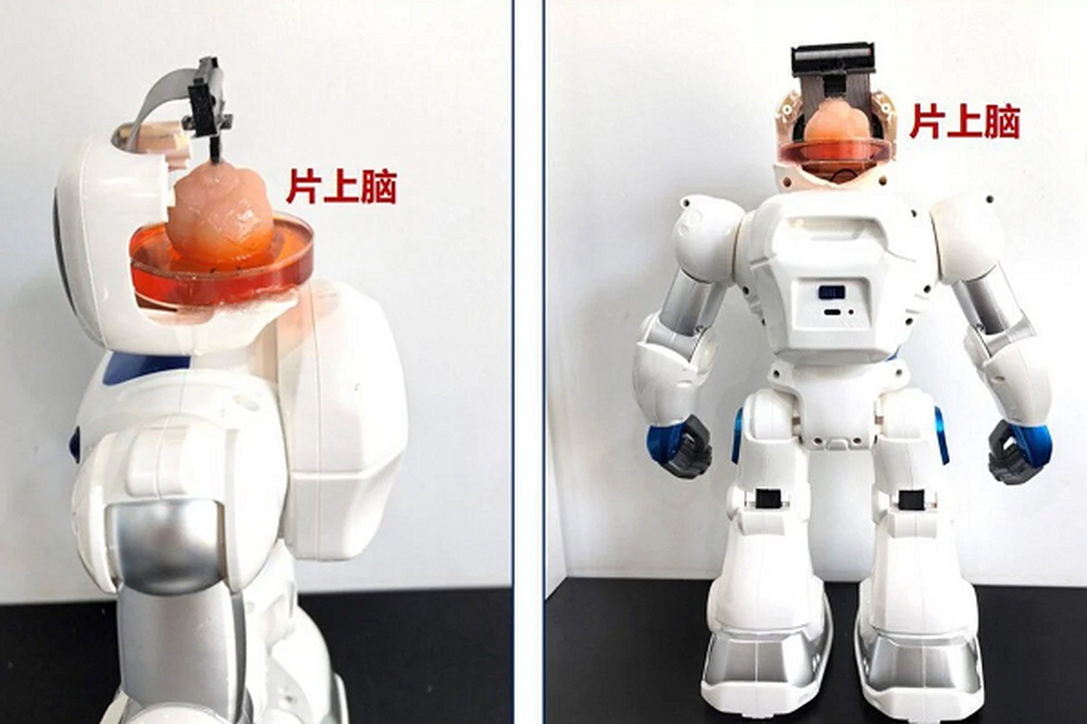 دانشمندان چینی با مغزِ کشت‌شده از سلول‌های بنیادی ربات ساختند