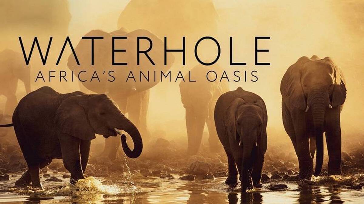 تماشای مستند «آبگیر؛ آبادی حیوانات آفریقا» از قاب شبکه چهار