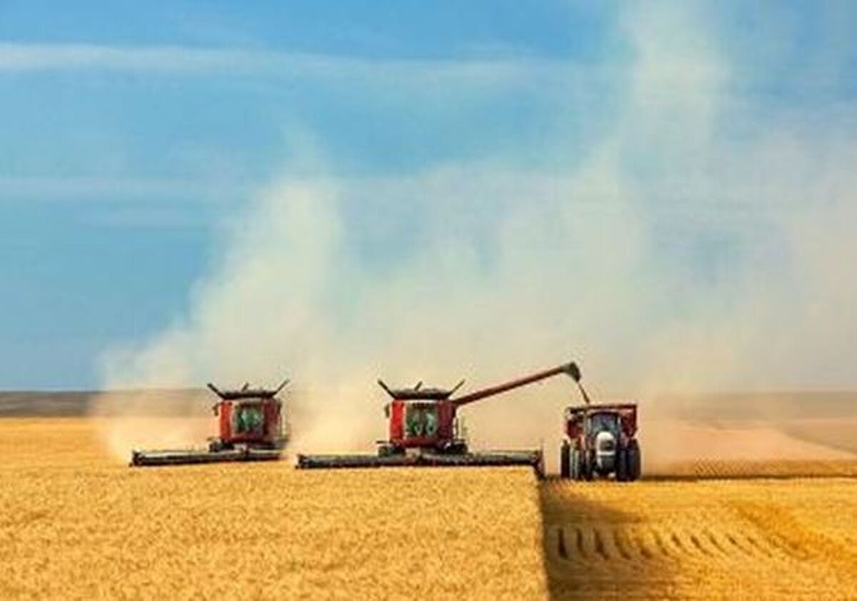 خرید تضمینی بیش از ۵.۵ میلیون تن گندم با عاملیت بانک کشاورزی