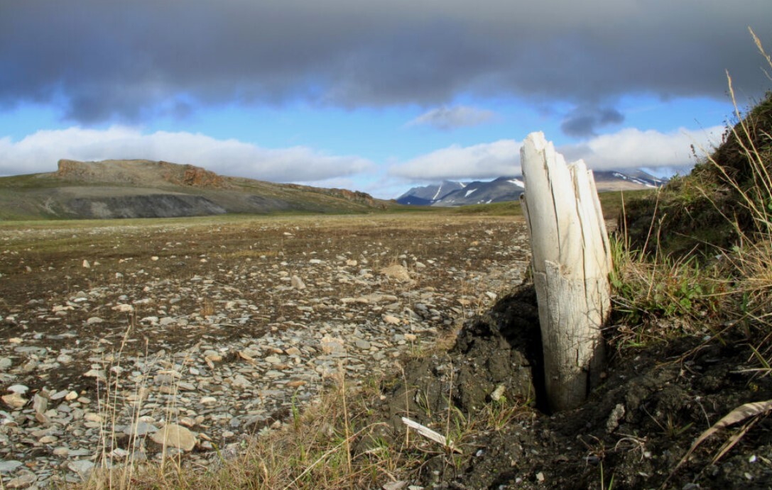 کشف علت انقراض آخرین نسل از ماموتها با تعیین توالی DNA کشف علت انقراض آخرین نسل از ماموتها با تعیین توالی DNA