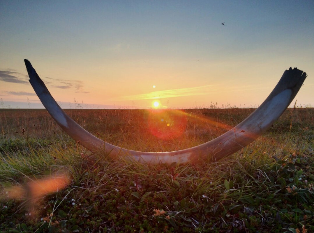 کشف علت انقراض آخرین نسل از ماموت‌ها با تعیین توالی DNA