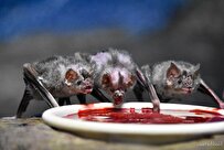 خفاش‌ها از روی نوع‌دوستی گرسنگان جامعه‌شان را سیر می‌کنند! +فیلم