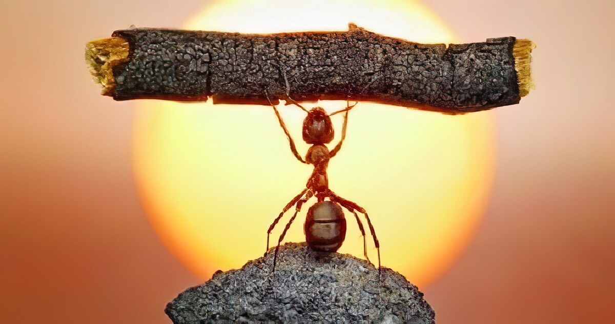 مورچه‌ها از انسان‌ها قوی ترند!