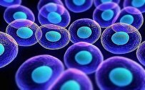 بررسی آخرین یافته‌های علمی ژنتیک و سلول بنیادی در کنگره ژنتیک