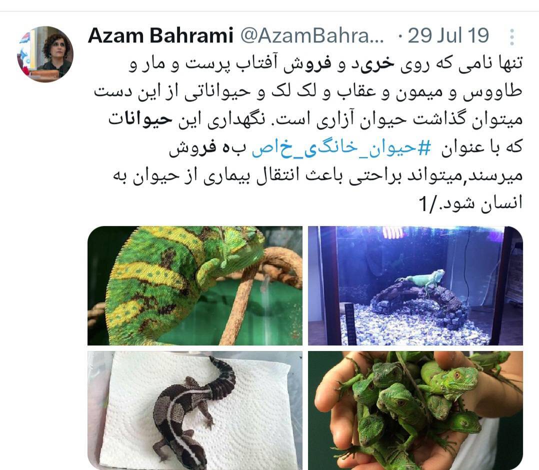 از جغد مینیاتوری تا میمون بندانگشتی