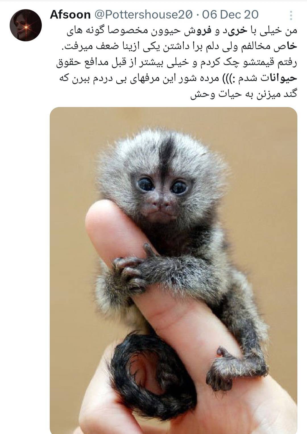 از جغد مینیاتوری تا میمون بندانگشتی در بازار سیاه از جغد مینیاتوری تا میمون بندانگشتی در بازار سیاه