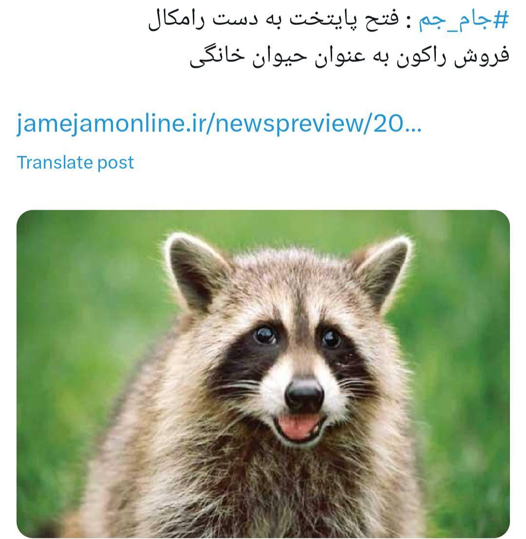 از جغد مینیاتوری تا میمون بندانگشتی در بازار سیاه