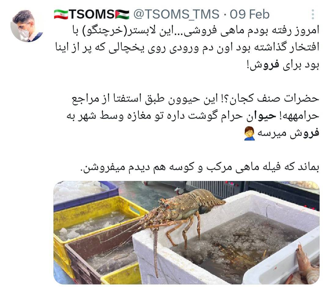 از جغد مینیاتوری تا میمون بندانگشتی در بازار سیاه