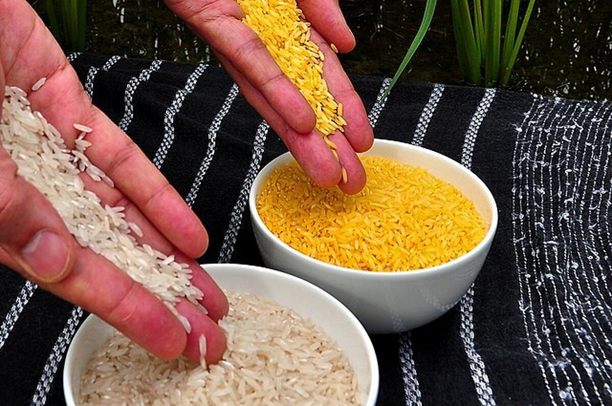 واردات برنج طلایی تراریخته از فیلیپین کذب است