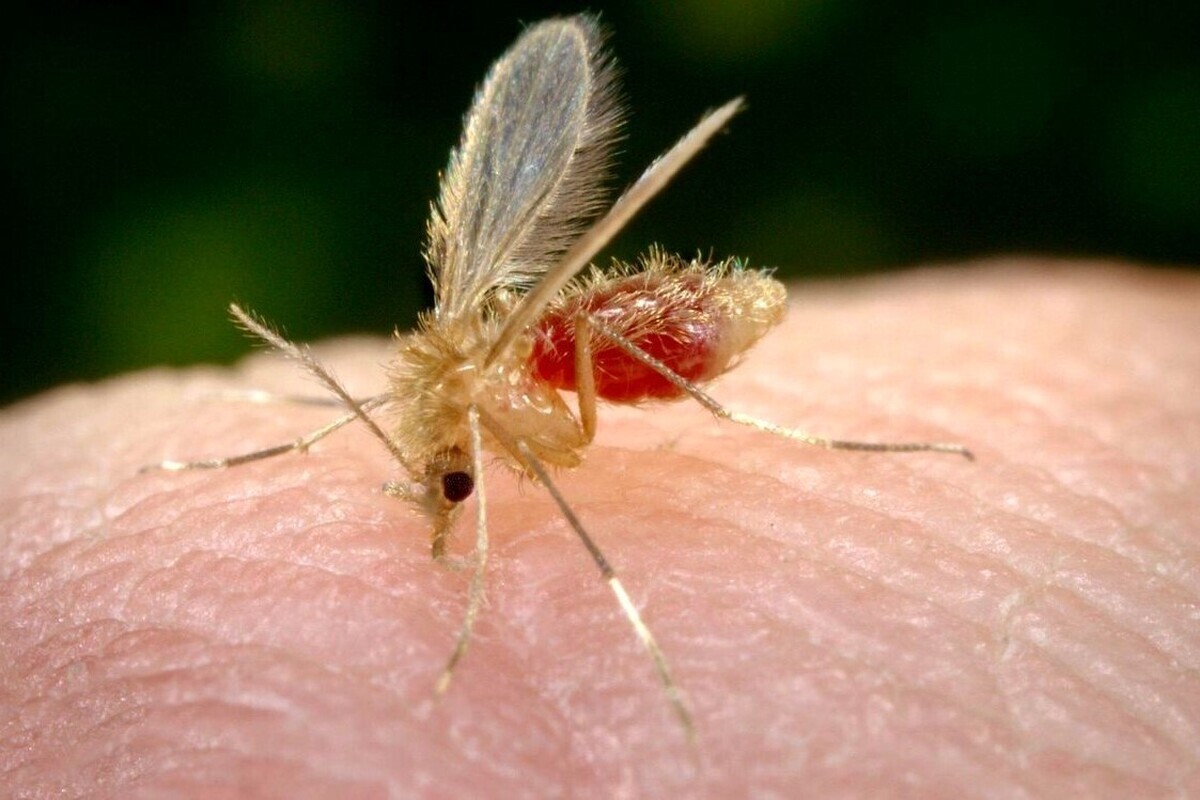 خون‌آشام‌های کوچک؛ تب‌‌دهنده‌های استخوان شکن/ انواع پشه‌های بیماری‌زا را بشناسید