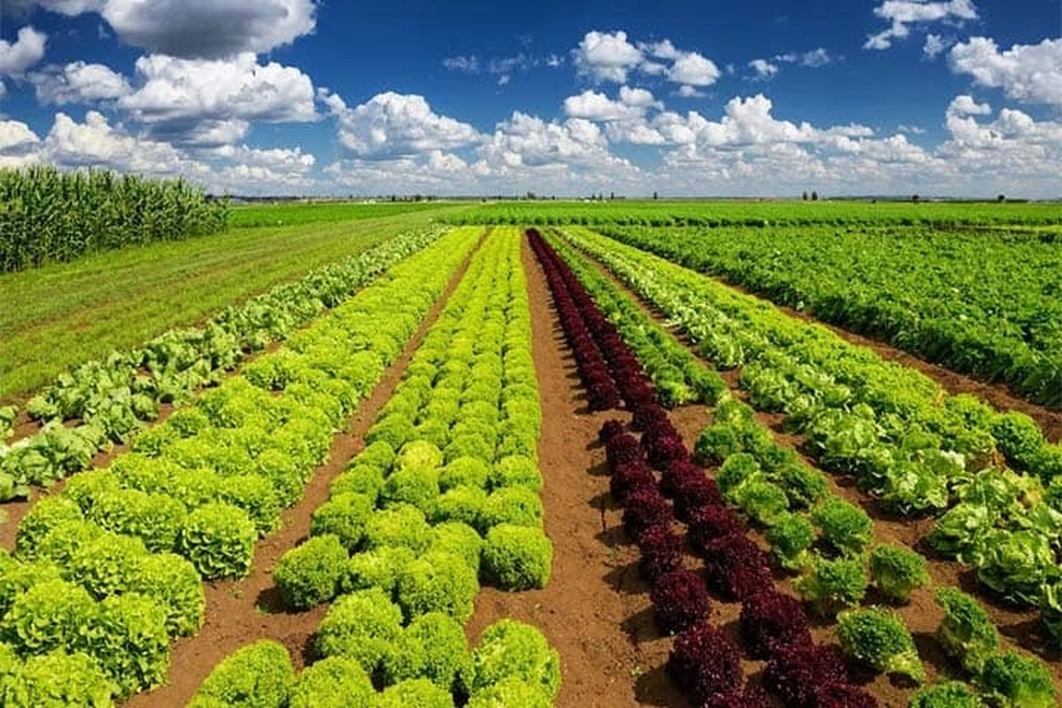 بهینه‌سازی فرآیند تولید محصولات کشاورزی با کودهای ارگانیک