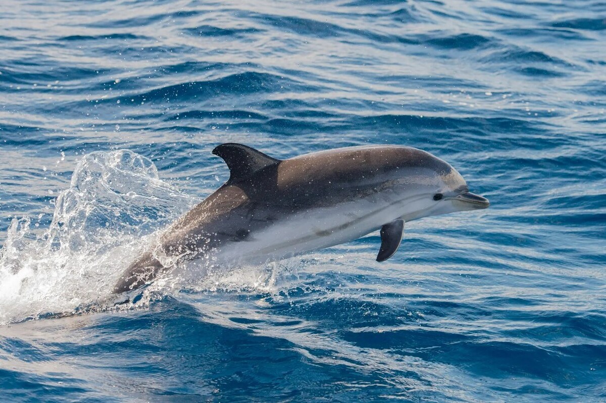 کاهش مصرف سوخت کشتی‌های بزرگ با پروانه‌هایی از جنس پوست دلفین 