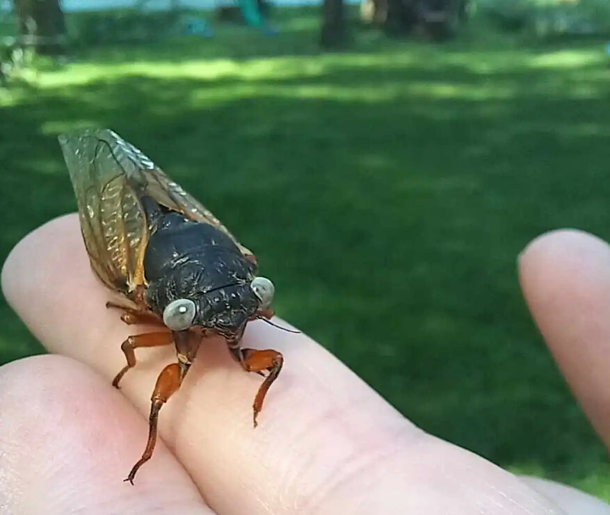 چرا حیوانات آبی رنگ در طبیعت بسیار کمیاب هستند؟