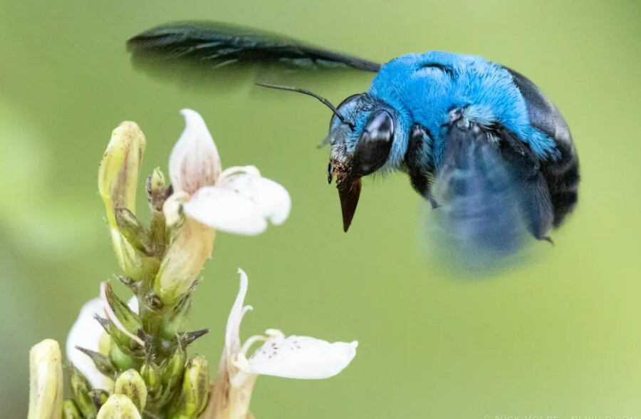 چرا حیوانات آبی رنگ در طبیعت بسیار کمیاب هستند؟