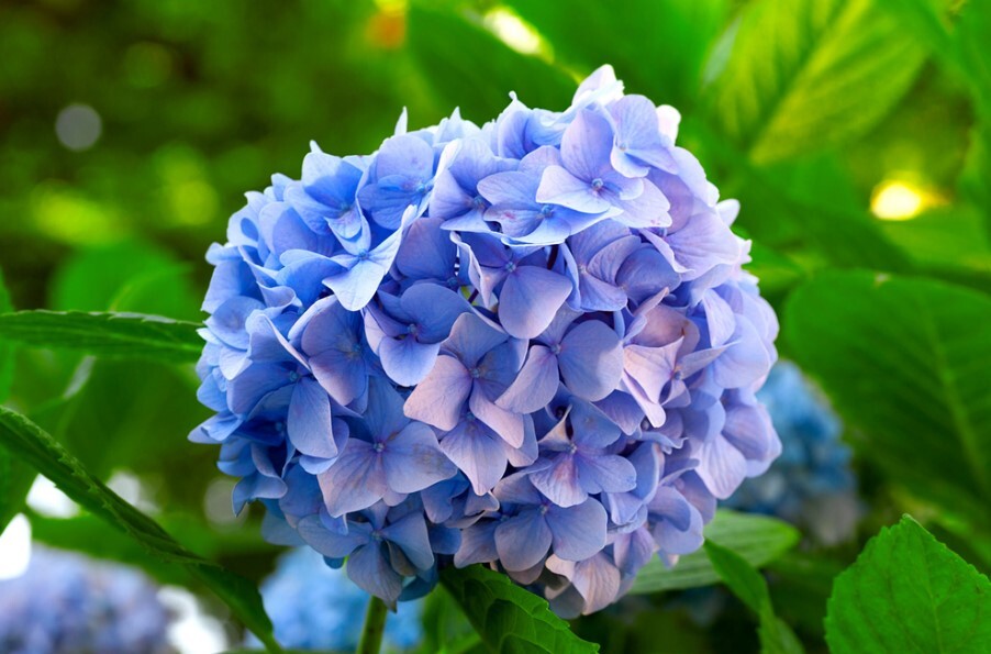 چرا حیوانات آبی رنگ در طبیعت بسیار کمیاب هستند؟