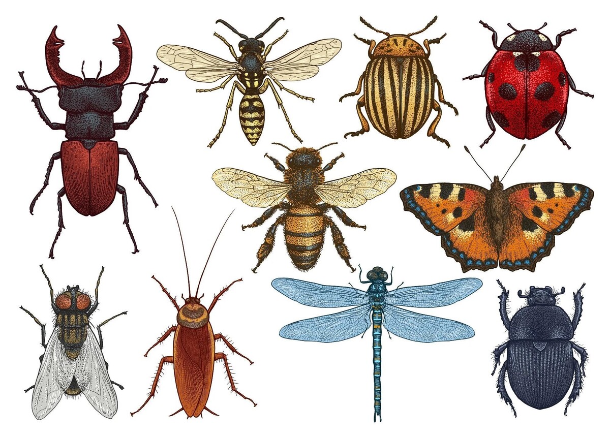 بررسی رفتار حشرات در فصل تابستان