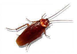 بررسی رفتار حشرات در فصل تابستان