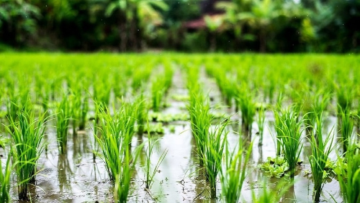 کمباین های تخصصی ضریب تولید برنج را افزایش می دهند