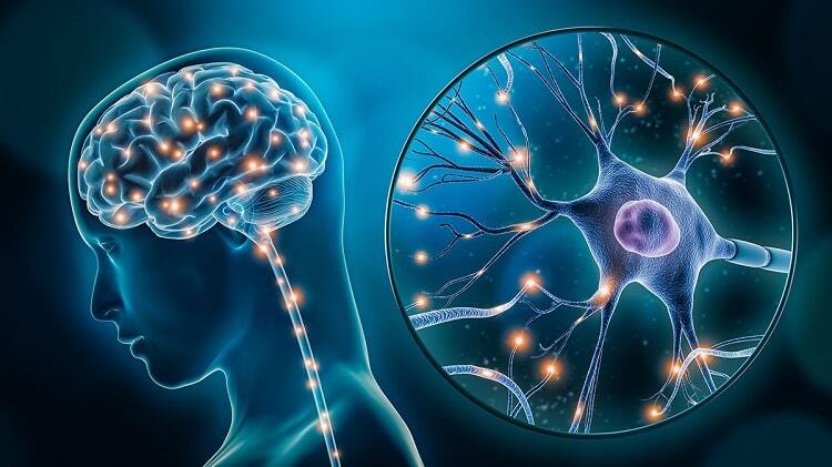 مغز شگفت‌انگیز؛ حقایقی از حیاتی‌ترین عضو بدن که نمی‌دانید!