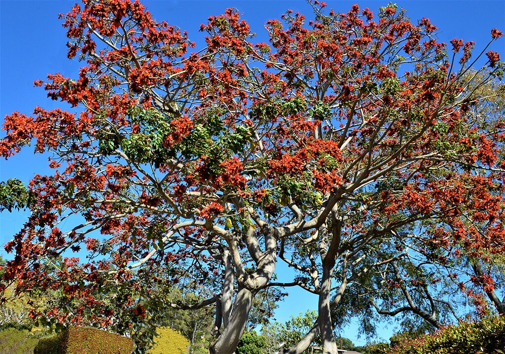 تغییر اسامی نژادپرستانه گیاهان! تغییر اسامی نژادپرستانه گیاهان!