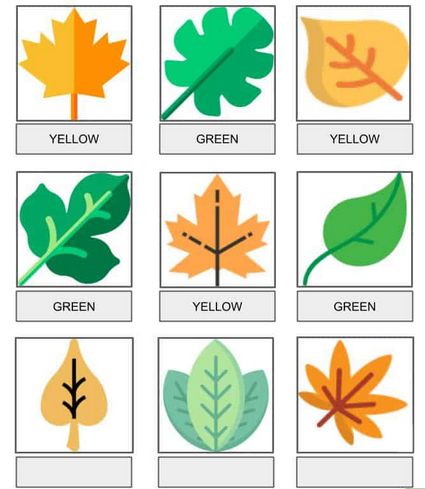 ابن رشد و طبقه‌بندی همه‌چیز