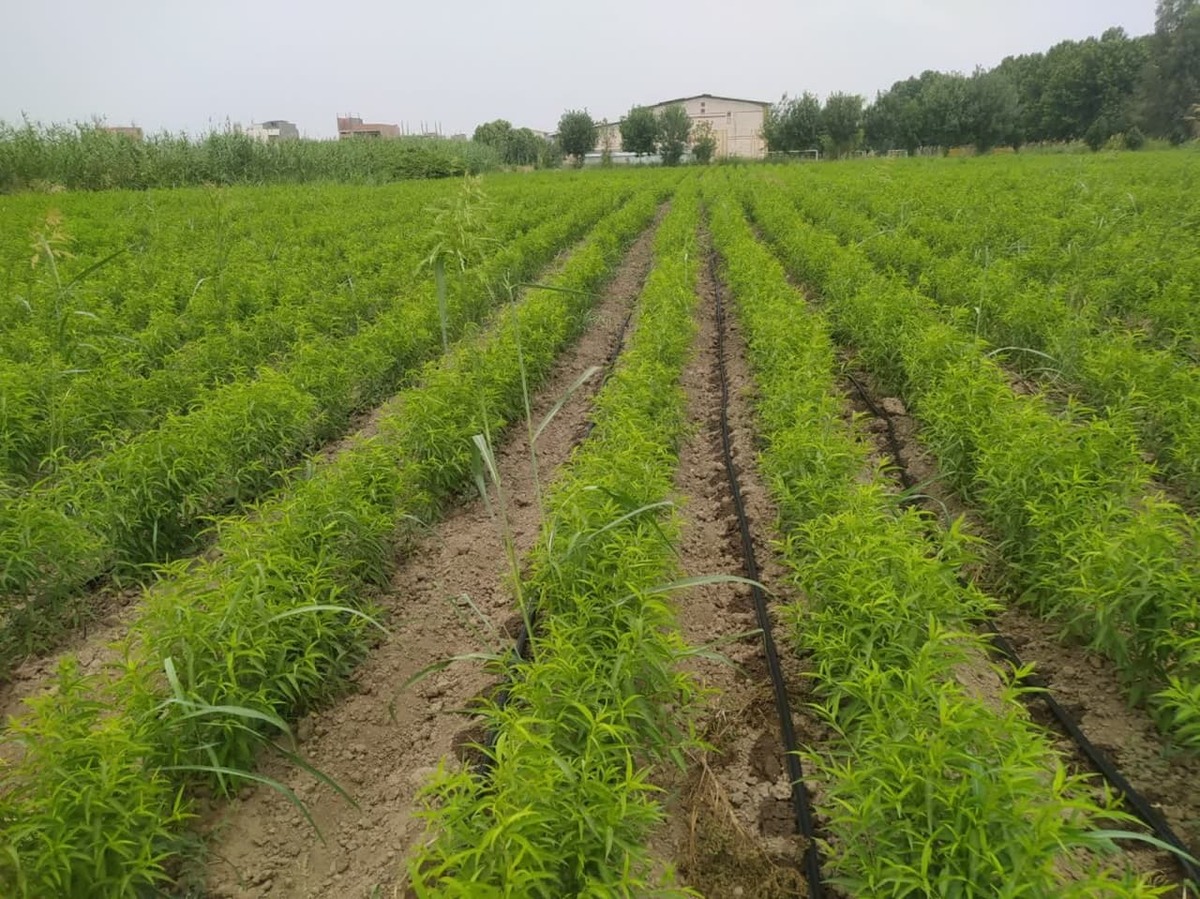 ایجاد نهالستان با کاشت ۱۴ رقم بذر توسط سرای نوآوری صنایع تبدیلی + فیلم