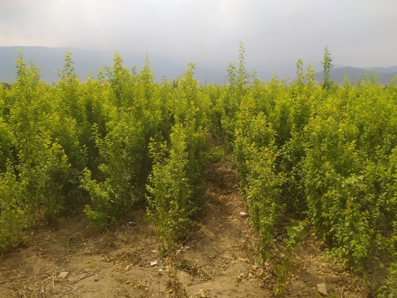 ایجاد نهالستان با کاشت ۱۴ رقم بذر در سرای نوآوری صنایع تبدیلی + فیلم ایجاد نهالستان با کاشت ۱۴ رقم بذر در سرای نوآوری صنایع تبدیلی + فیلم