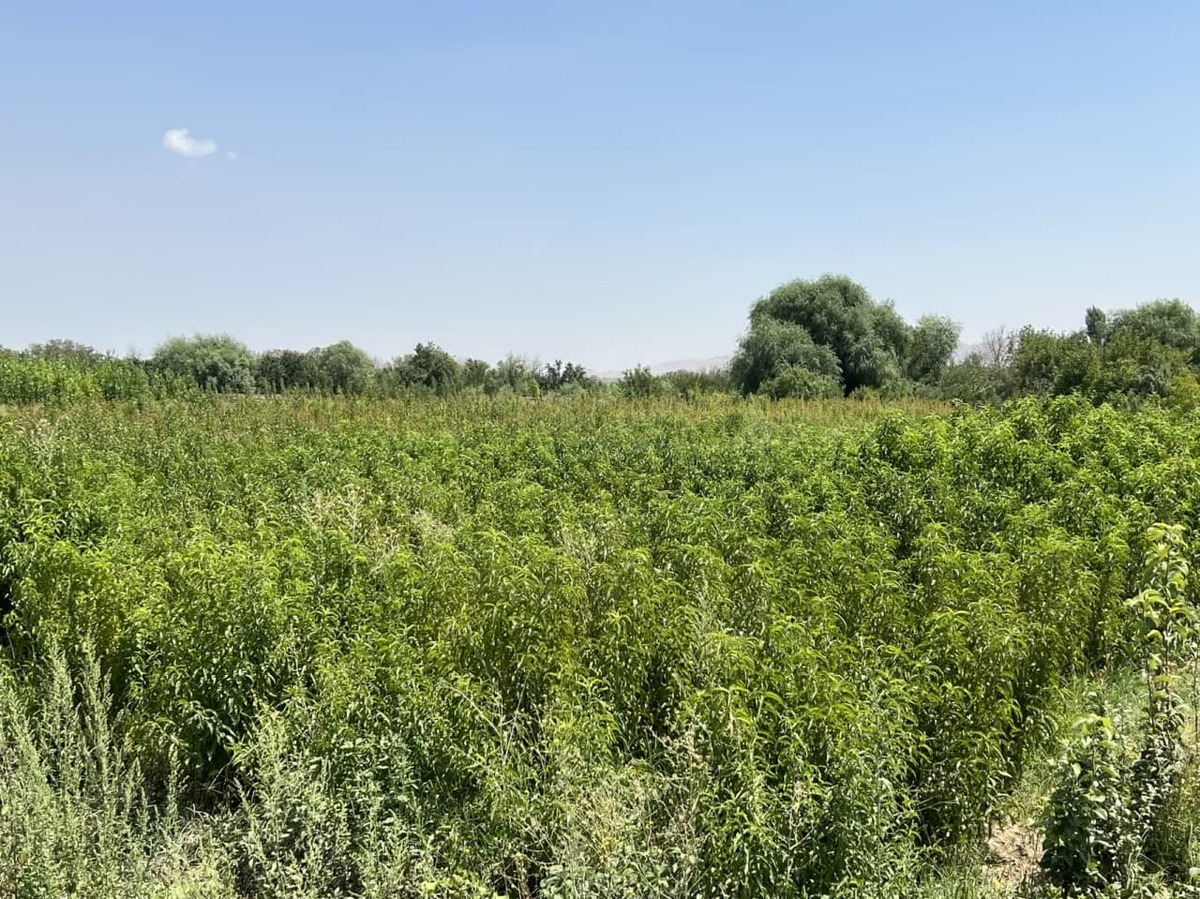 جلوگیری از سرمازدگی درختان میوه با تولید دستگاه مه‌پاش