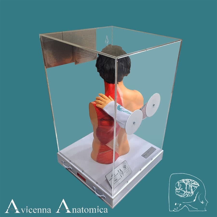 تسهیل انتقال مفاهیم پزشکی با ساخت مولاژ‌های اختصاصی