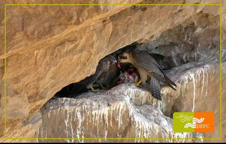 انتقاد کارگردان «دنیای وحشی زاگرس» از شورای راهبری دولت چهاردهم/ معیار انتخاب گزینههای سازمان محیط زیست چیست؟/////////// انتقاد کارگردان «دنیای وحشی زاگرس» از شورای راهبری دولت چهاردهم/ معیار انتخاب گزینههای سازمان محیط زیست چیست؟///////////