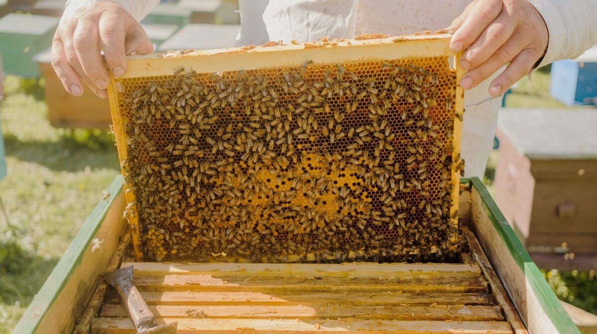 تحول در صنعت زنبورداری کشور