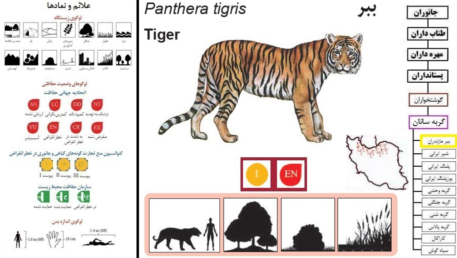 داستان ببری که در سکوت از جنگلهای ایران محو شد داستان ببری که در سکوت از جنگلهای ایران محو شد