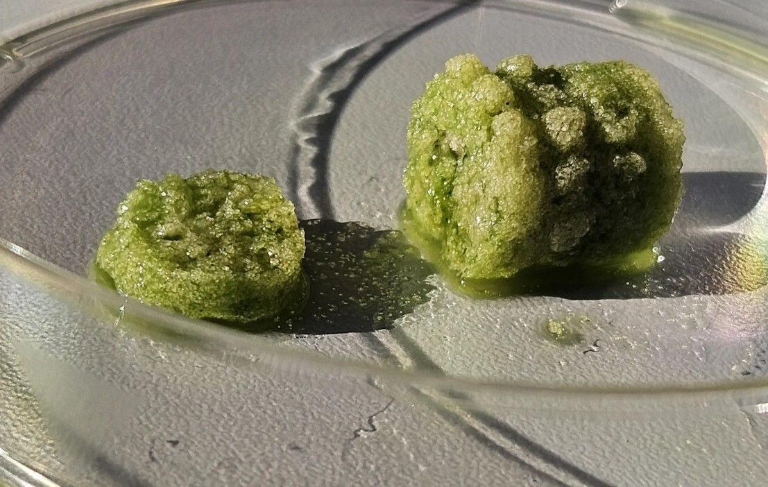 بتن زیستی جاذب کربن ساخته شد بتن زیستی جاذب کربن ساخته شد