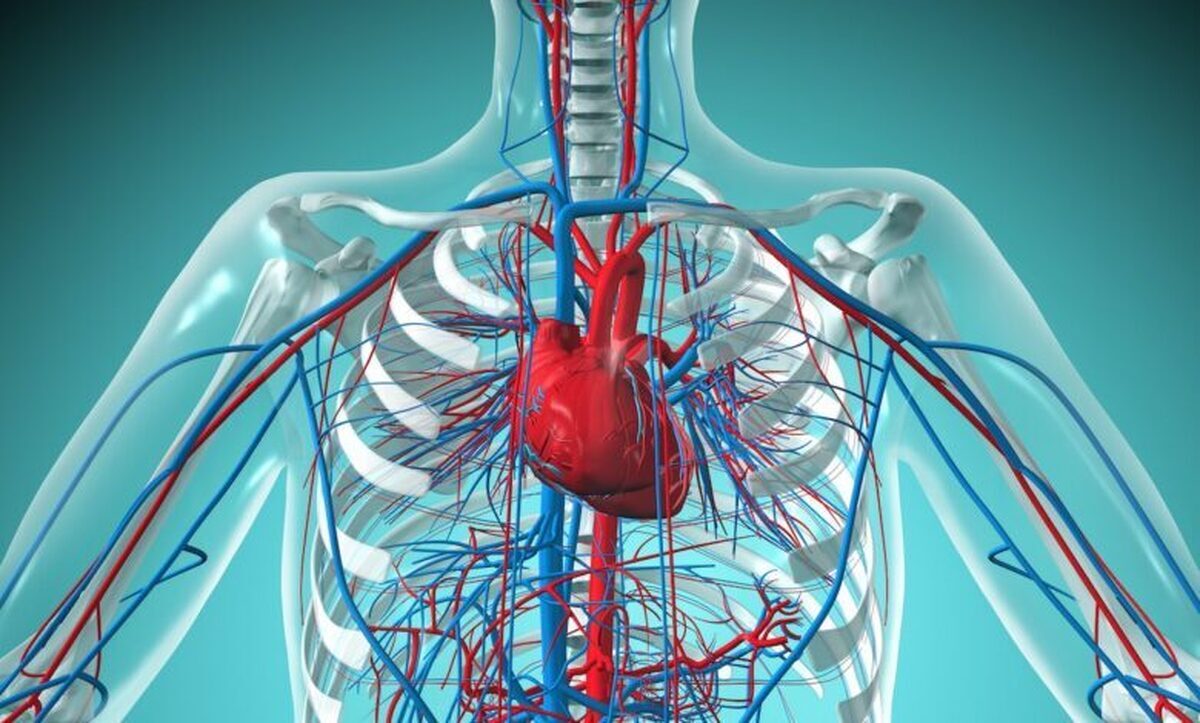 فناوری پزشکی به سمت تکامل؛ قلبهای تیتانومی جایگزین قلبهای پیوندی از مرگ مغزی میشوند؟ فناوری پزشکی به سمت تکامل؛ قلبهای تیتانومی جایگزین قلبهای پیوندی از مرگ مغزی میشوند؟