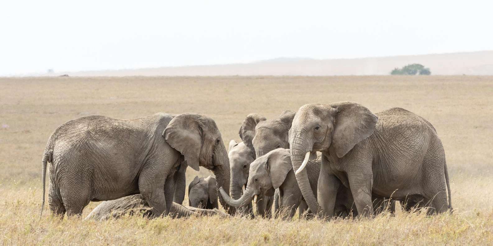 فیلها به زبانی حرف میزنند که انسان نمیفهمد! فیلها به زبانی حرف میزنند که انسان نمیفهمد!