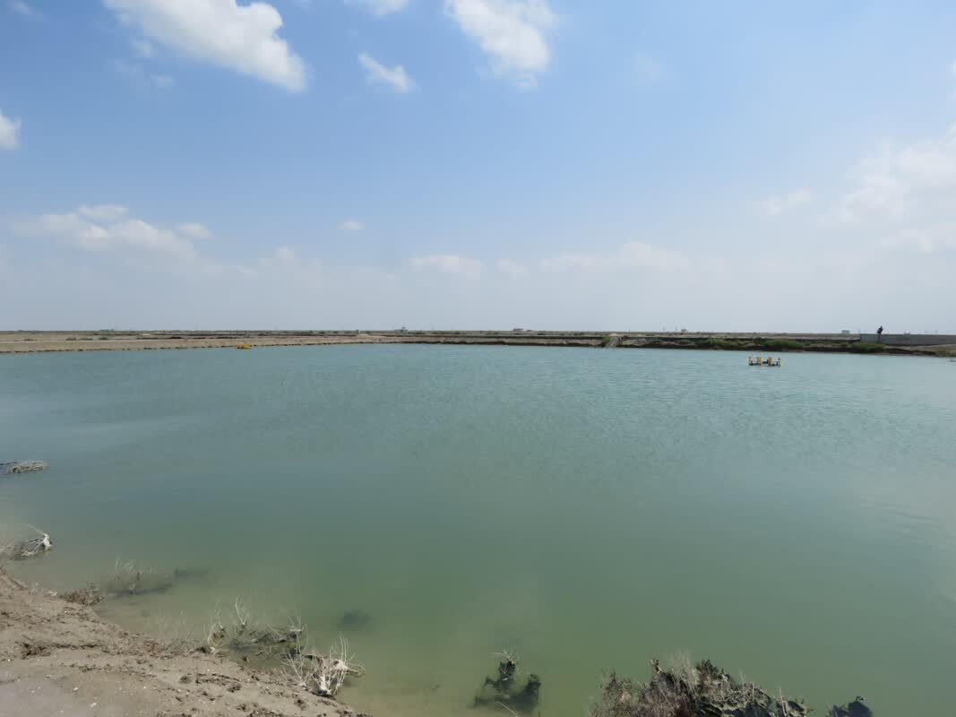 تأیید اولیه پرورش میگو در دانشگاه آزاد گلستان