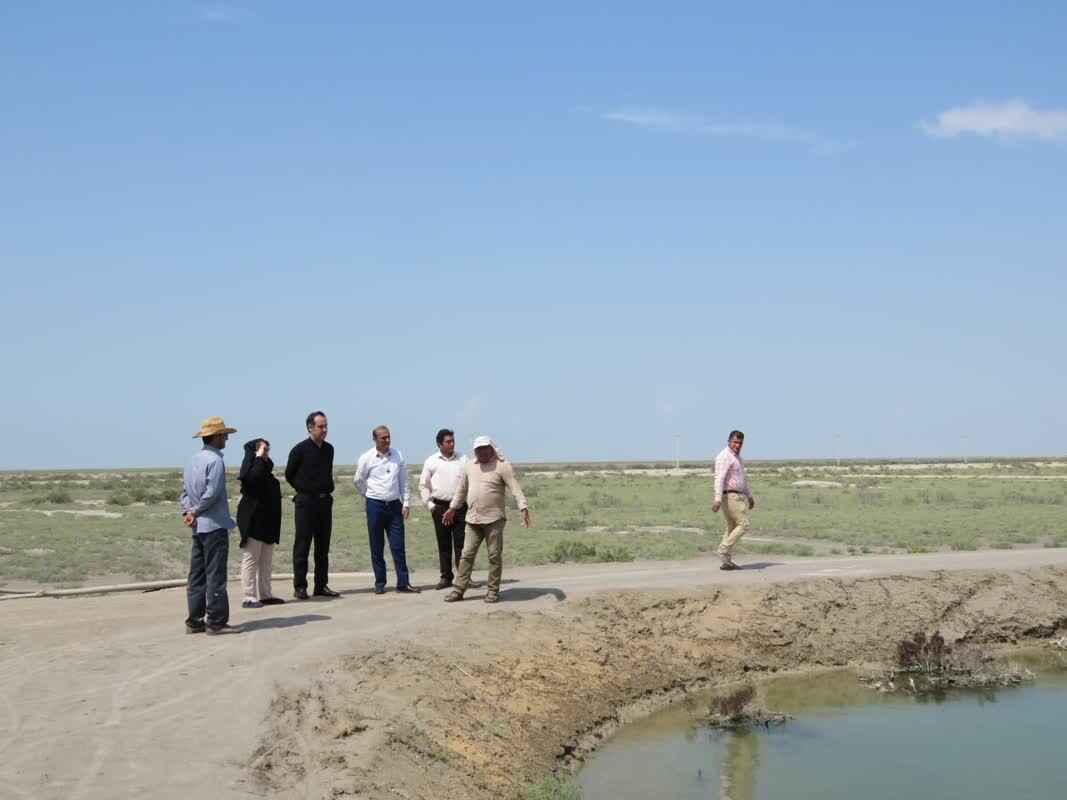 تأیید اولیه پرورش میگو در دانشگاه آزاد گلستان