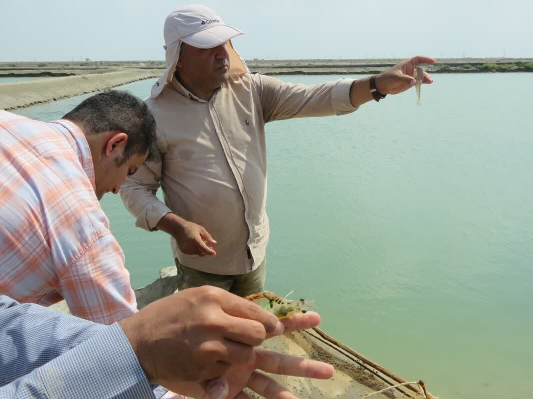 تأیید اولیه پرورش میگو در دانشگاه آزاد گلستان تأیید اولیه پرورش میگو در دانشگاه آزاد گلستان