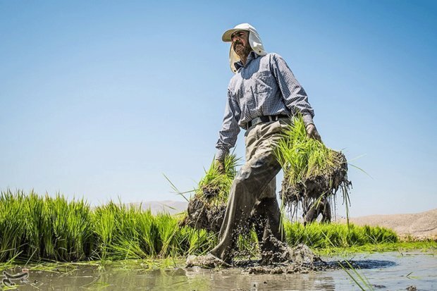 کاشت برنج کاشت برنج